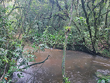 acari_007.jpg